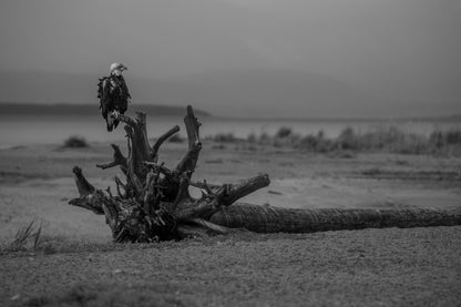 Sentinel