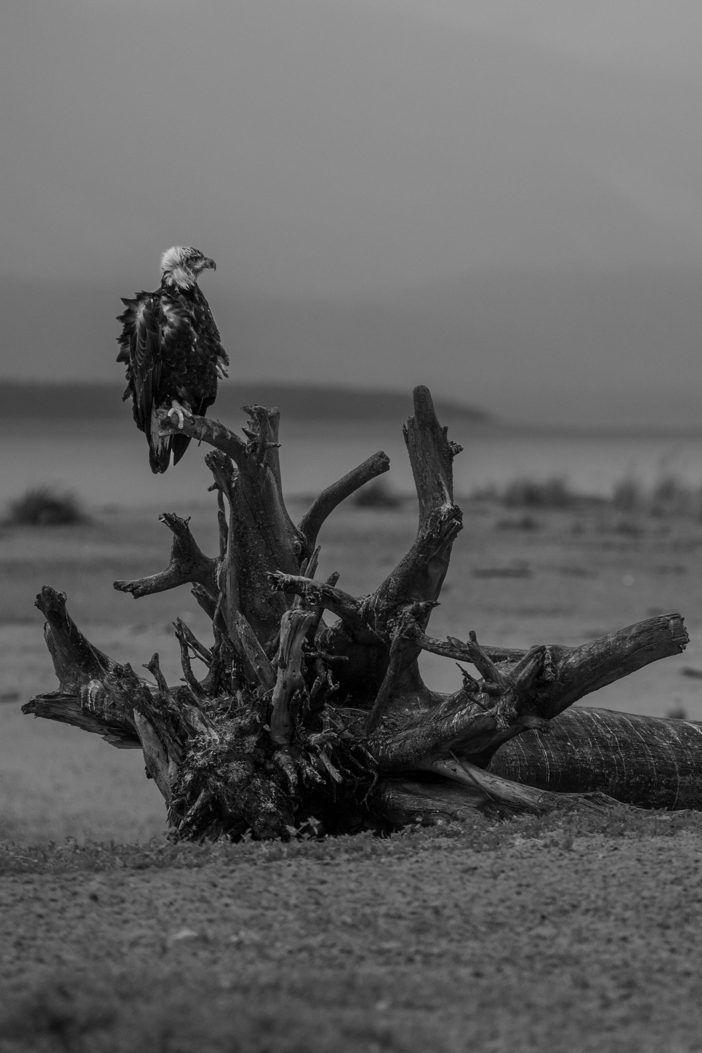 Sentinel